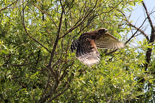 wild bird nature hawk wildlife feather avian birdofprey redshoulderedhawk photocontesttnc09 dailynaturetnc09