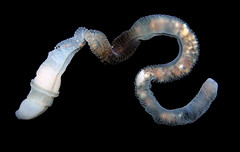 burrowing worms with pharyngeal gill slits