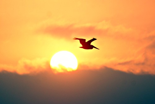 sunset shadow sea sun clouds mexico sombra pelican stunning michoacan shorebirds pelicano