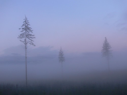 sunset tree fog forest logging wa hazy quilcene logged