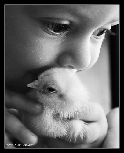 bw chicken kiss statefair chick pettingzoo 123bw sigma1770mm canon400d