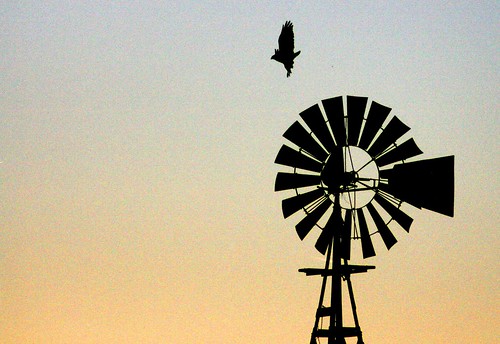 windmill sunrise hawk