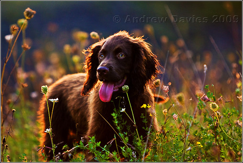 park sunset portrait brown field tongue puppy fur geotagged fun evening twilight exercise wind bokeh walk chocolate profile working meadow fast troy running run explore sit spaniel backlit cocker flapping onsale picks atplay thebeast floppyears longgrass rimlight trailing explored flopping canonef70200mmf28lisusm rimlit parcpenallta canoneos40d andrewwilliamdavies gettyartistpicksaugsep092 geo:lat=51649395 geo:lon=3261545