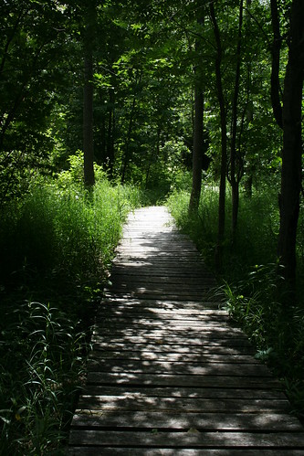 trees light summer beauty snaketrailboardwalk