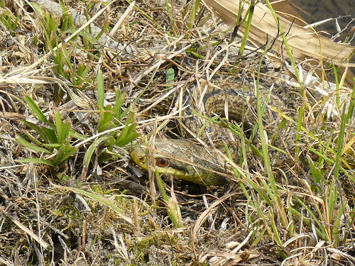 japan snake wildlife miyazaki dld 蛇 hebi sadowara dmcfz8 shimahebi シマヘビ reptitles elaphequadrivirgata