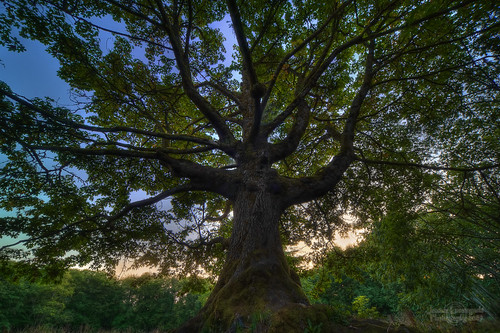 old tree forest geotagged maple surrey lonely spiritual magical langley robinhood hdr sherwood clannad redwoodpark janusz leszczynski geo:lat=49034464 geo:lon=12272825 013812