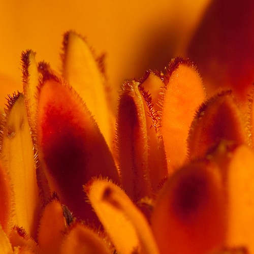 orange flower macro petals mum