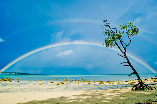 travel blue india tree beach water strand rainbow reisen asia asien paradise sony roots playa double palm explore topf100 frontpage plage 2009 indien regenbogen havelock gettyimages andaman wurzeln nicobar a350 dslra350 sonyalpha350 pitgreenwood