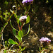 Globularia alypum - Photo (c) xiostales, algunos derechos reservados (CC BY-NC-ND)