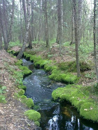 nature forest finland salo teijo perniö mathildedal pernio