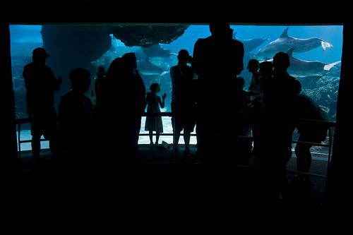 blue usa black window canon orlando underwater florida dolphin silhouettes f100 powershot fl viewer seaworld viewing busch canonpowershot bottlenosedolphin anheuserbusch seaworldorlando dolphincove v1000 g9 weareeverywhere canonpowershotg9 buschentertainmentcorporation anadelmann