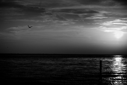 sunset sea white black bird blanco atardecer mar fly negro ave vuela