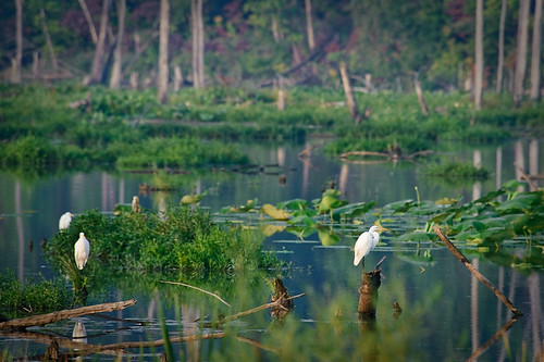 birds wetlands egret heronpark