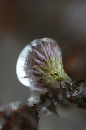 flower ice weed pennsylvania harrisburg kawkawpa
