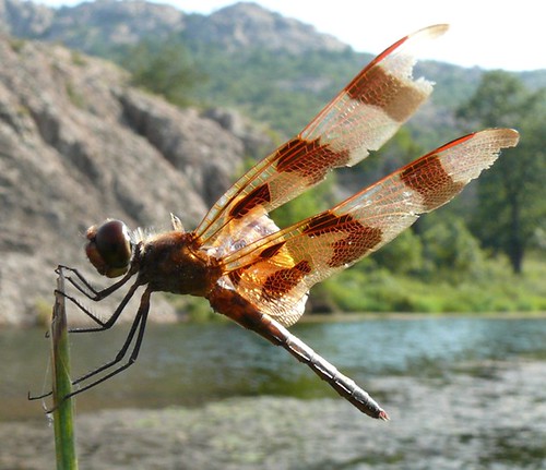 oklahoma dragonfly wildliferefuge elkmountain odonata libellulidae halloweenpennant celithemiseponina comanchecounty wichitamtns beautifulmonsters 1314sep07wmwr