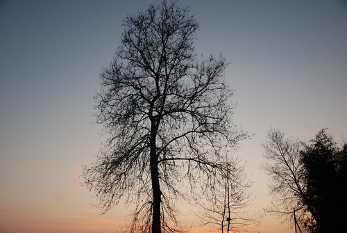 sunset tree nikon tramonto albero travagliato scripter81