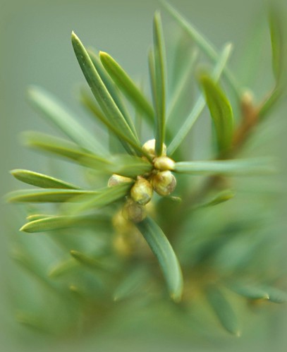 macro tree green closeup branch evergreen buds needles