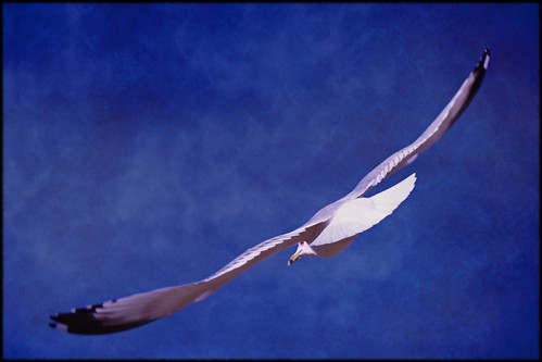 sky toronto ontario canada bird texture fly fb seagull sony flight alpha dslr avian a300 fave5 fave10 sonydslra300 nowandhere davidfarrant gettysubmissionjan2010