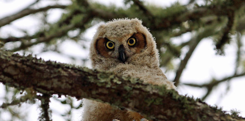 Baby Horned Owl