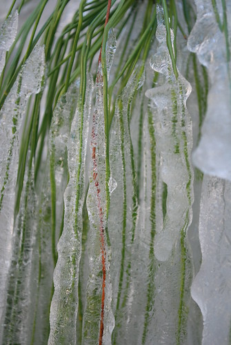 cold macro tree green ice water closeup pinetree pine frozen