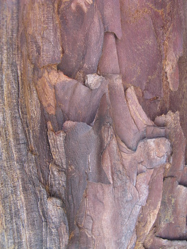 geotagged sequoia valslesbains meivakantie2009 ardeche2009 map20090528 geo:lat=446555476000077 geo:lon=436888359999905