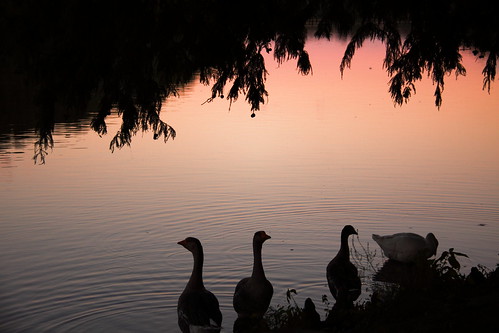 sunset lake water birds geese dusk fowl