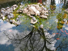 turtles and fishes