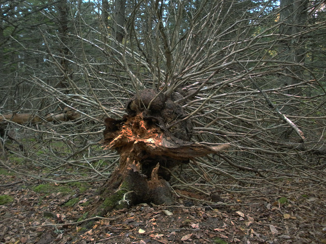 Pine stump creature