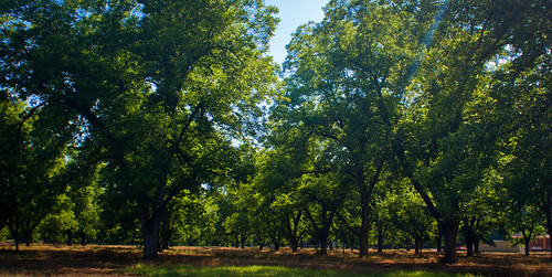 trees nature georgia leesburg leecounty pecans pecangrove thesussman sonyalphadslra200