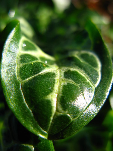 uk macro green nature leaf harlow essex
