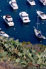 prickly pear cacti and boats in catalina harbor    M… 