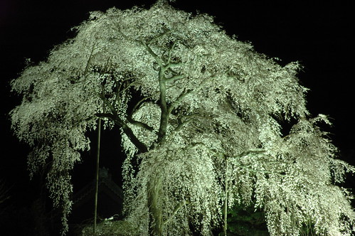 flower japan cherry geotagged temple nikon d70 blossoms drop 桜 sakura aso mie taiki さくら 三重 ryushouji 大紀 geo:lat=343363283 geo:lon=1364127922