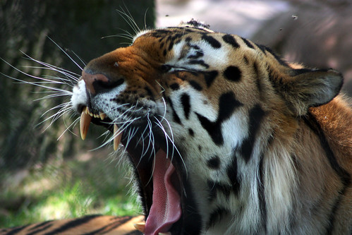 park new cat zoo big tiger may santos jersey cape siberian lucio