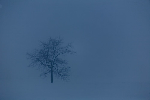 winter mist tree nature field fog wisconsin rural landscape midwest december country minimalism 2008 minimalist lonetree 400mm canoneos5d flickrexplore canonef100400mmf4556lisusm lorenzemlicka