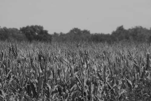 blackandwhite bw nature vegetables field corn cornfield country hamilton indiana growing hamiltoncounty pipecreek strawtown pipecreekindiana hamiltoncountyindiana vegetabable strawtownindiana