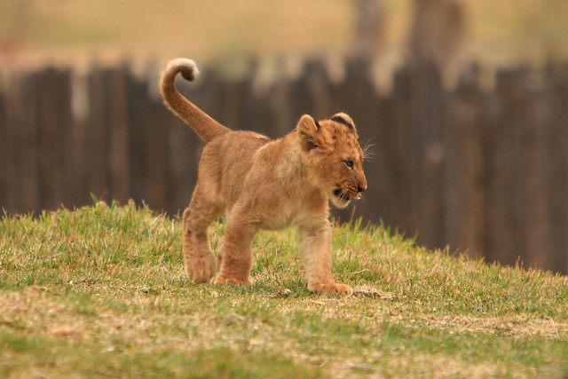 Lions & Lion Cubs