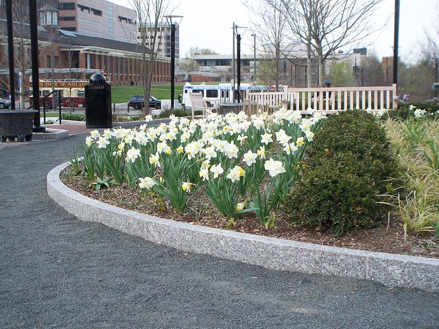 daffodils in independence mall
