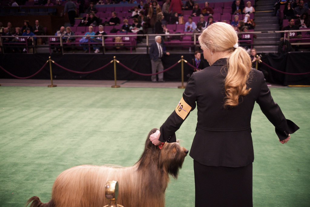 Briard with Handler