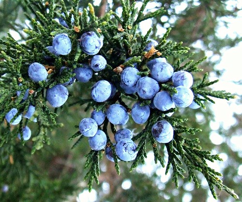ohio cleveland kirtland holdenarboretum juniperusvirginiana buttonbushbogarea redcedarstand