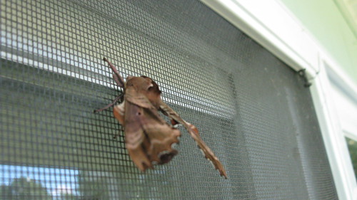 closeup moth screen brownmoth