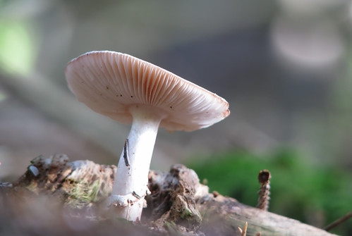 macro nature mushroom forest geotagged bokeh secret martina naturesfinest bokehphotography geo:lat=46400565 geo:lon=14293814