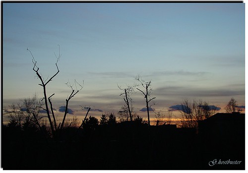 trees sunset sky milan home alberi clouds casa tramonto nuvole colours milano cielo colori visualart savanna ghostbuster savana goldstaraward gigi49 sottoilcielodimilano