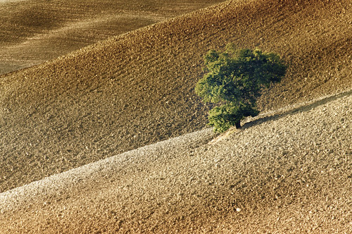 italy brown tree green landscape morninglight nikon explore tuscany valdorcia 2009 d300