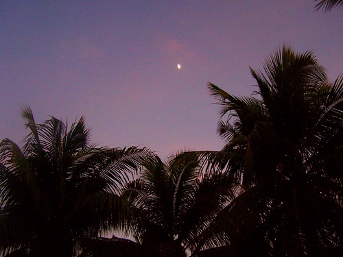 sunset palmtrees stcroix caribbean usvi