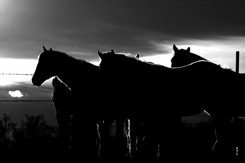 winter sunset horse white black fence outdoor wyoming