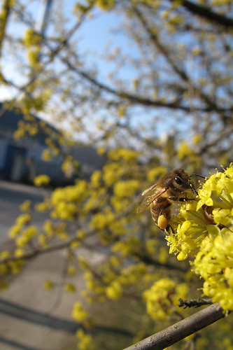 nature yellow deutschland spring bokeh natur blossoms hannover bee gelb crop biene frühling blüten ausschnitt niedersachsen slightlyretouched