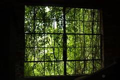 0184 Plants Overgowing Window