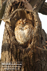 Roosting Tawny Owl