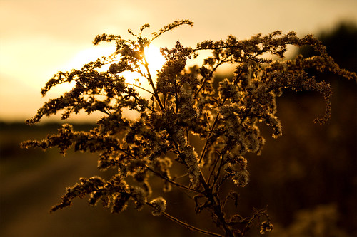 sunset sun plant halloween canon germany lens deutschland eos sonnenuntergang pflanze dry kit 1855 retouch sonne strausberg 450d vertrocknete