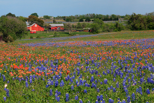 flowers blue red nature barn rural texas farm wildflowers hillcountry bluebonnets indianpaintbrush